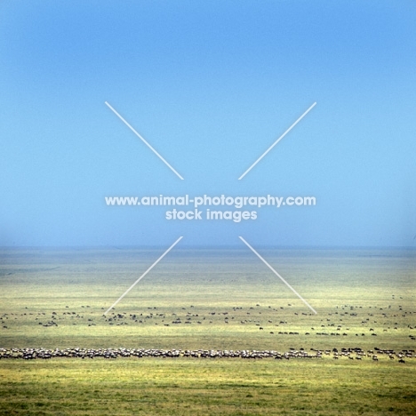 herd of wildebeest in serengeti np