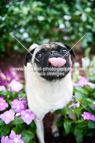 pug blowing raspberry/sticking tongue out