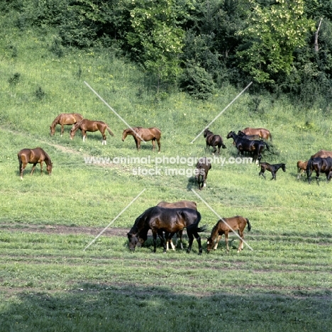 kisber mares and foals on hillside in hungary