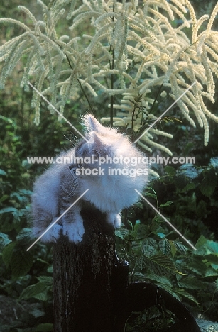 Tiffanie kitten perched on pole