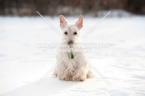 wheaten Scottish Terrier sitting on snow during sunset.