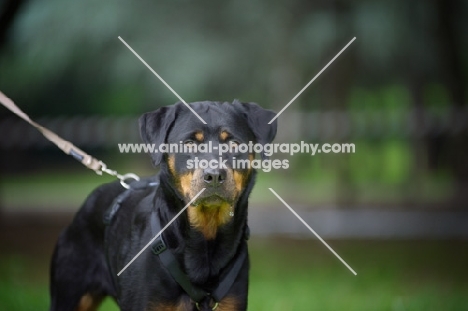 rottweiler standing and staring