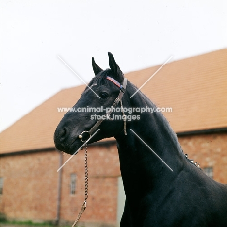 mamori xx, german thoroughbred