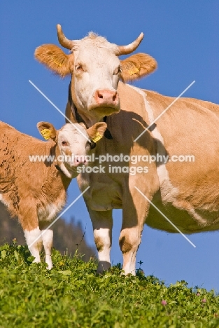 Cow and calf in Switzerland