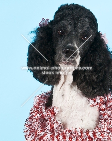 Poodle with decorations around the neck