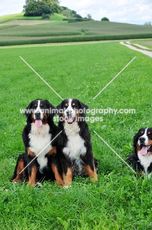 Bernese Moutnain Dogs (aka Berner Sennenhund) in field