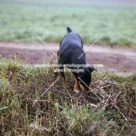 ger ch ethel vom alderhorst, german hunt terrier 