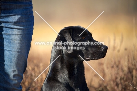 black labrador profile, looking ahead, owner's leg