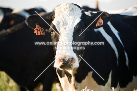 Holstein Friesian portrait