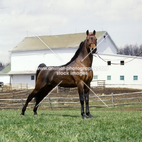 serenity march heir, morgan stallion, modern