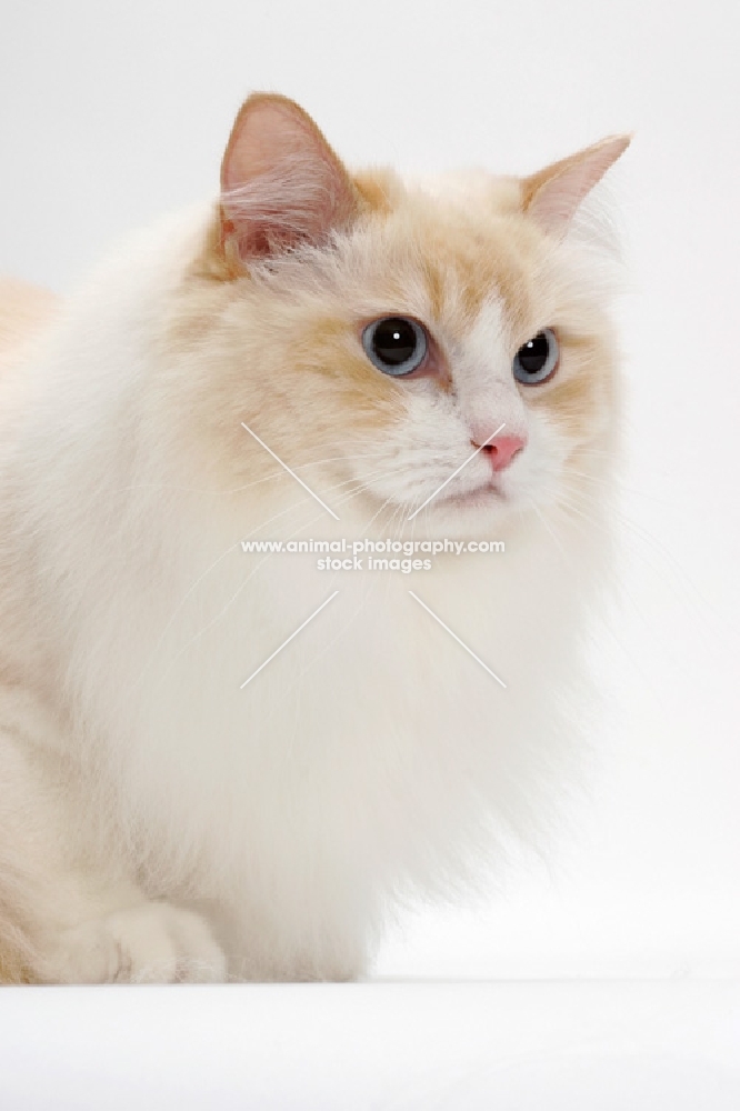 Cream Point Bi-Color Ragdoll cat, portrait