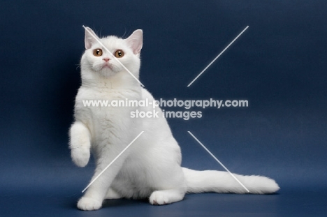 white British Shorthair on blue background, full body, one leg up