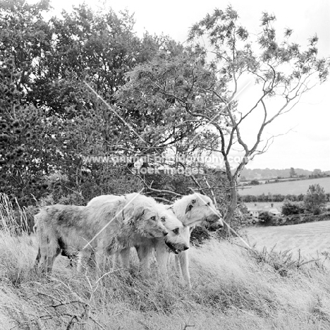 four irish wolfhounds from ballykelly, ireland