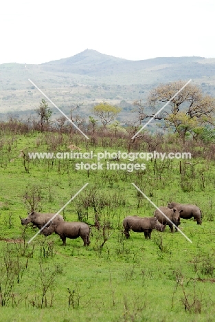 group of rhinos