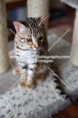 bengal cat sitting on scratch post