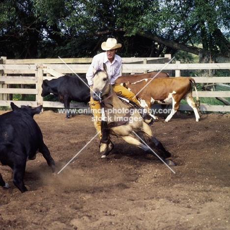 quarter horse and rider cutting cattle