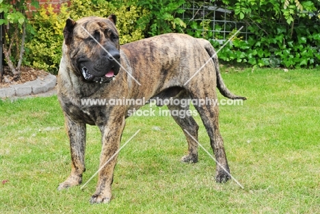 Dogo Canario on grass