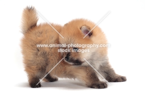 Pomeranian puppy on white background, looking down