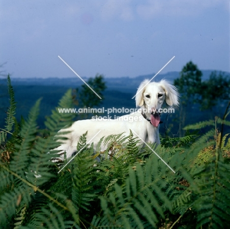 saluki behind green ferns