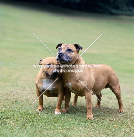 we wonder at millgarth, ch weycombe benny, two staffordshire bull terriers 