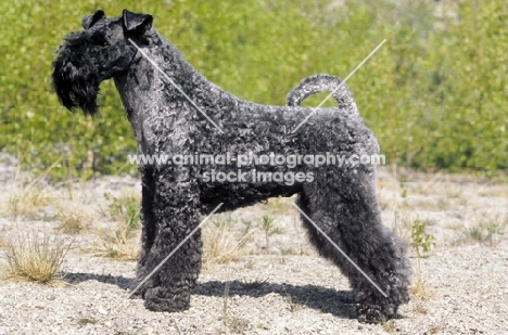 kerry blue terrier, irish multi talent