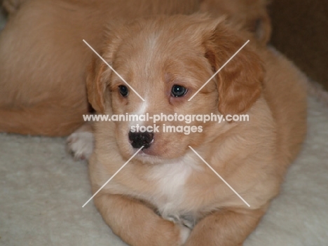 Nova Scotia Duck Tolling Retriever