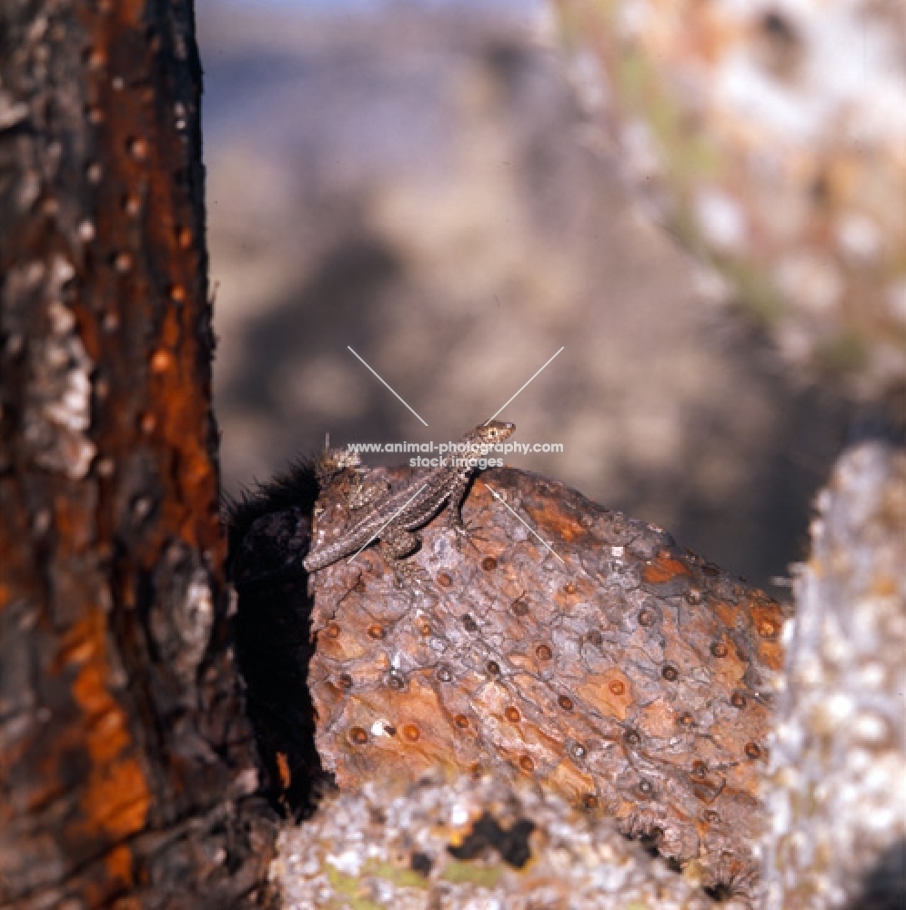 lava lizard on cactus on south plazas island, galapagos islands