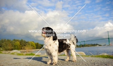 Shih Tzu side view