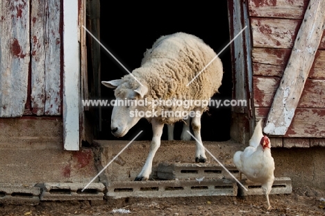 Sheep walking out barn door.