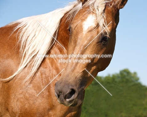 palomino quarter horse, portrait