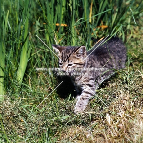 brown tabby shorthair kitten 