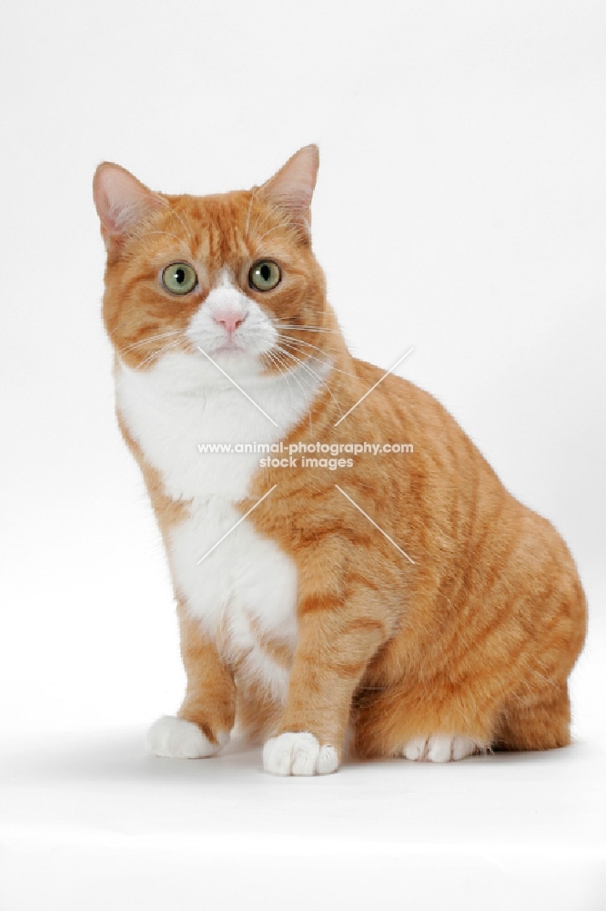 Manx cat sitting on white background, Red Mackerel Tabby & White colour