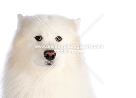 Samoyed portrait