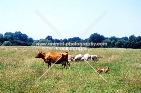 sheep, cow and hens in a field together