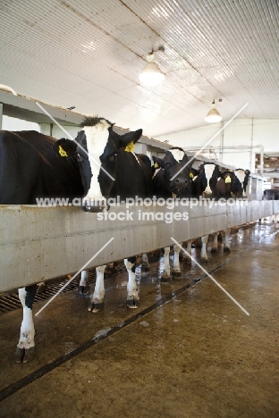 friesians in barn, agriculture
