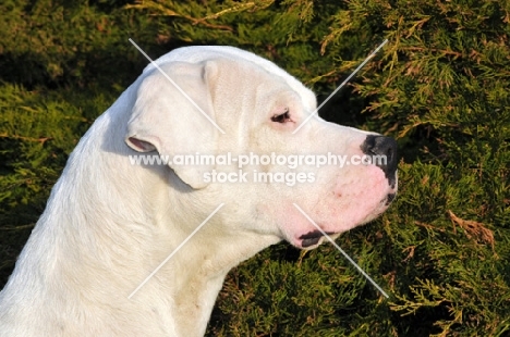 Dogo Argentino profile, looking ahead