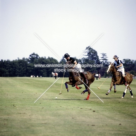 polo at smiths lawn, polo pony
