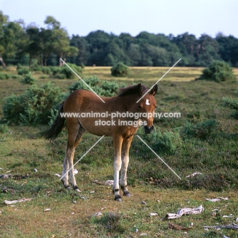 new forest foal in the new forest