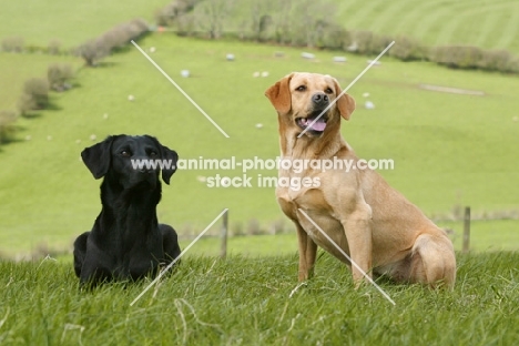 two Labrador Retrievers on hillside