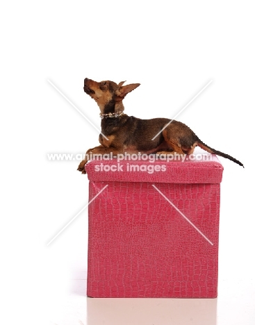 Mongrel lying on box