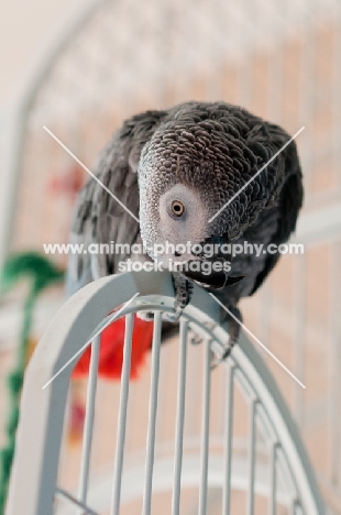African Grey Parrot on cage door
