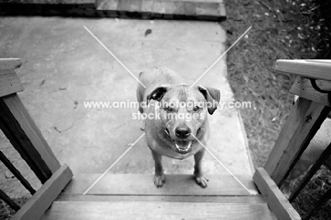 staffordshire terrier mix standing at bottom of stairs looking up