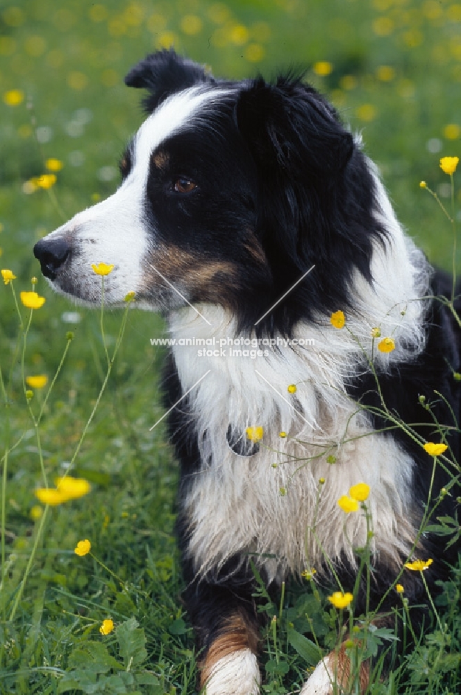 Border Collie in buttercup field
