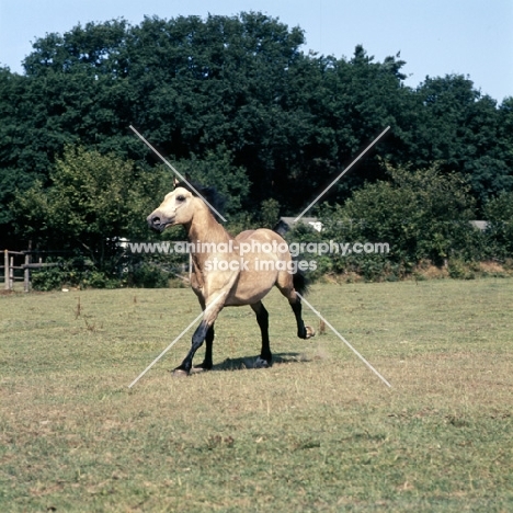 comet, welsh cob section d stallion galloping exuberantly