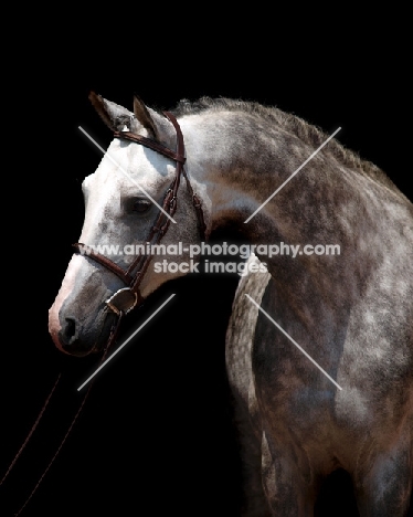 Trakehner, Welsh Pony on black background
