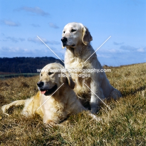 ch westley martha, ch westley mabella, 2 golden retrievers on hillside  