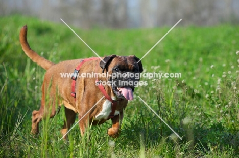 undocked boxer with toungue out walking in a grass field