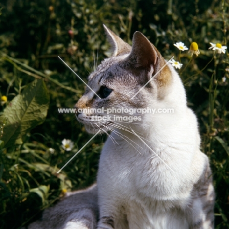 tabby point siamese cat in a field