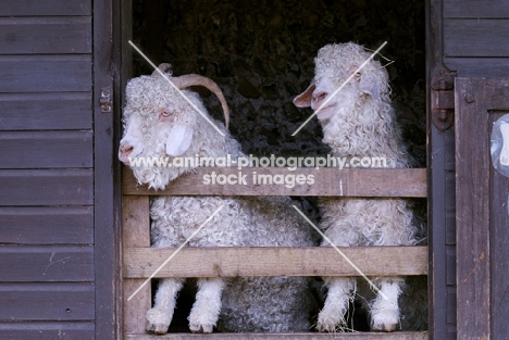 two Angora goats in barn