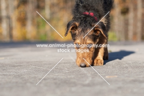 Airedale puppy smelling road